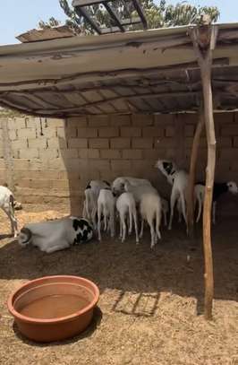 LOTS DE MOUTONS LADOUM A VENDRE: FEMELLES ET MALES image 3