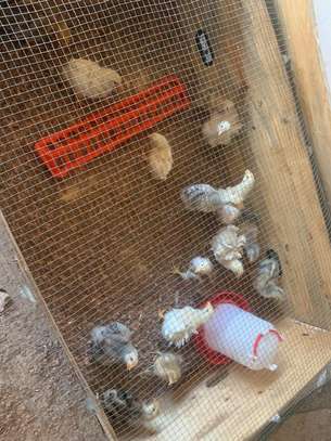 Poulets disponible image 4