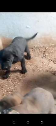 Chiots Cane Pure Race image 2