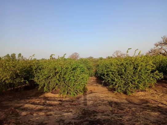 𝐕𝐞𝐫𝐠𝐞𝐫 𝐝𝐞 1 𝐡𝐞𝐜𝐭𝐚𝐫𝐞𝐬 6000m2 𝐞𝐧 𝐩𝐥𝐞𝐢𝐧𝐞 𝐩𝐫𝐨𝐝𝐮𝐜𝐭𝐢𝐨𝐧 image 6