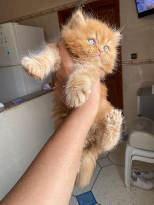 Chaton Persan de pure race image 2