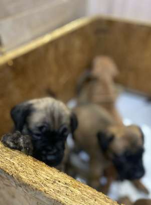 BOERBOEL image 4