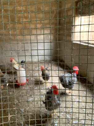 Poulets disponible image 7