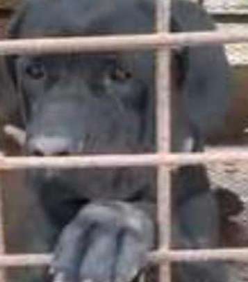 Chiots Cane Corso image 1