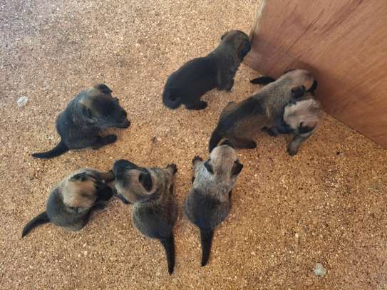 Berger allemand  malinois image 8