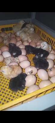 Poussins Goliath vaccinés à vendre image 10
