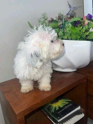 Bichon maltais à vendre image 2