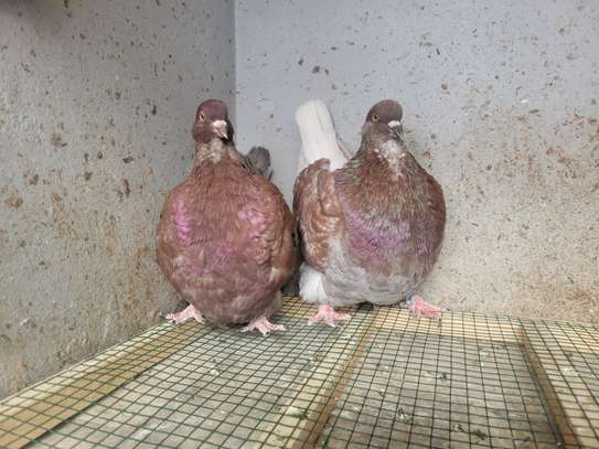 Pigeons de race image 2