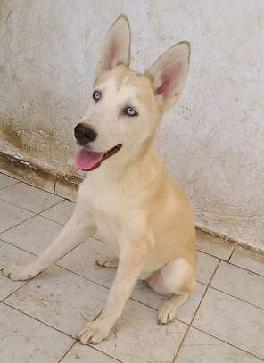 Husky femelle 4mois❤️ image 2