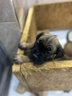 BOERBOEL image 9