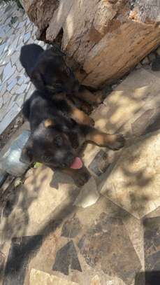 Chiot berger Allemand 1 mois 10 jours image 3