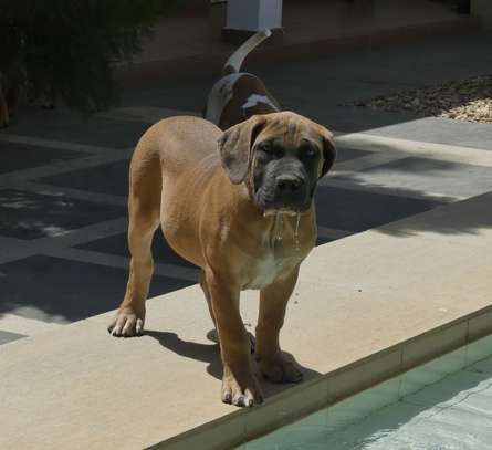 vente chiots boerboels image 6