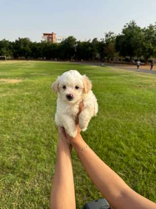Bichon maltais image 8