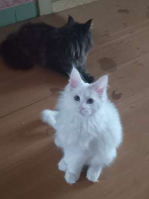 Maine Coon image 15