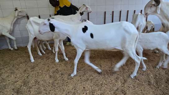 Jeune femelle ladoum (mouton-brebis) image 2