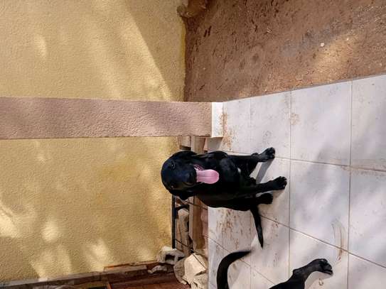 Labrador noir jeune affectueux et joueur image 7
