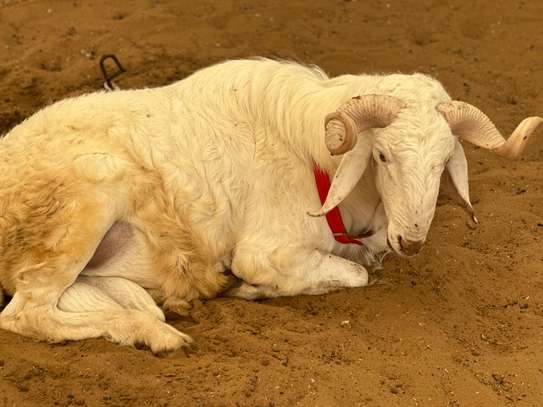 Mouton de tabaski de qualite image 6