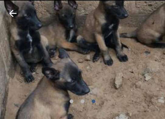 Chiots Berger Malinois image 3