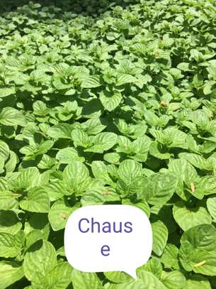 Vente de nana (menthe) image 2