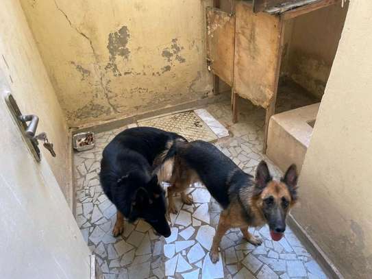Chiot berger allemand image 7