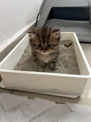Chatons Chinchilla Persans – 2 mois et 2 semaines image 5