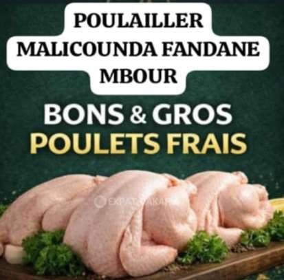 POULETS DE CHAIR EN GROS ET DETAIL image 1