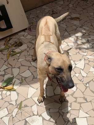 Chiot Rhodesian Ridgeback X malinois image 3