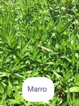 Vente de nana (menthe) image 1