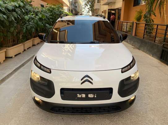 C4 cactus image 4