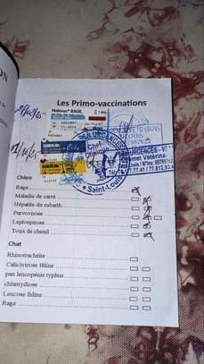 chienne berger allemand pure sang image 5