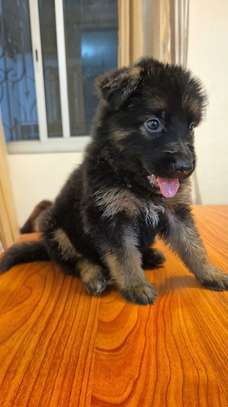 Chiot berger allemand pur image 3