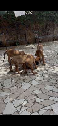 Rhodesian Ridgeback x malinois image 4