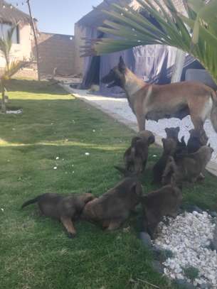 Chiot berger malinois image 4