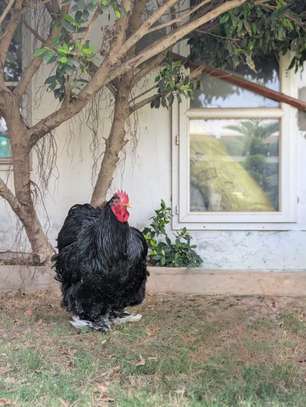 Poussins Poule de race image 4