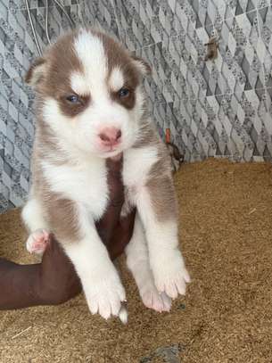 Husky chiot aux yeux bleus pur sang image 3