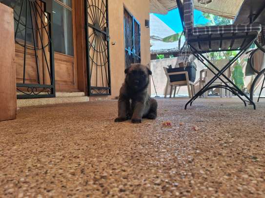 Berger allemand  malinois image 6