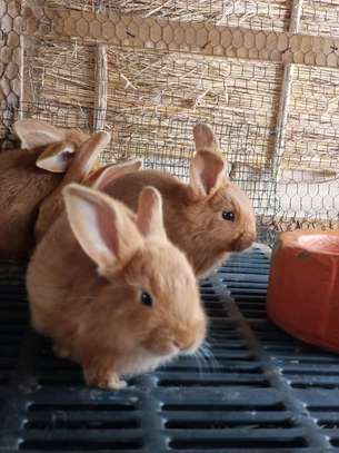 Lapins , lapereaux, géant des Flandres, fauve, rex tricolore image 3
