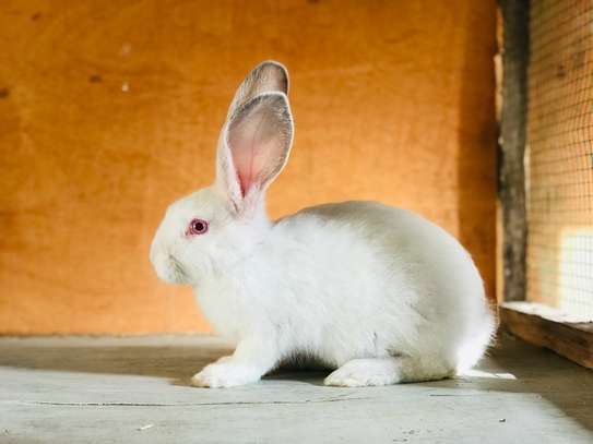 Couple lapin géant de Flandres image 3