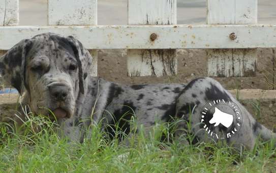 Chiots Dogue allemand image 5
