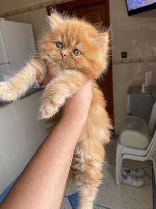 Chaton Persan de pure race image 1