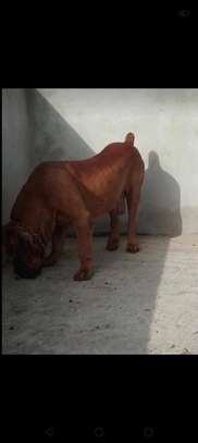 1 Mâle Boerboel adulte disponible image 2