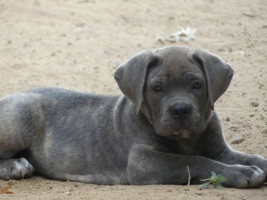 chiots cane corso image 7