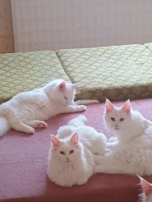Maine Coon image 2