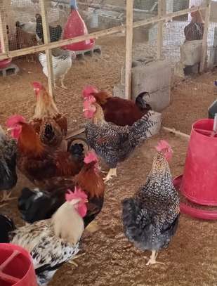 Poussins Goliath vaccinés à vendre image 1
