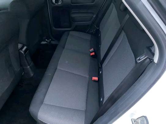 C4 Cactus image 6