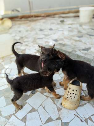 Chiot berger allemand a vendre image 2