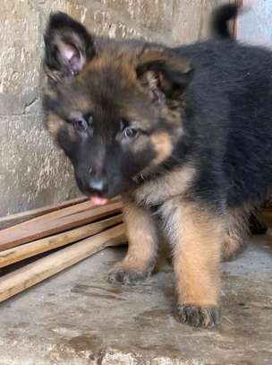Chiot berger allemand image 3