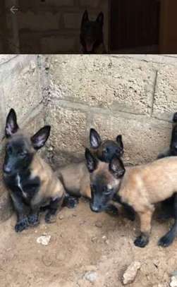 Chiots Berger Malinois image 2