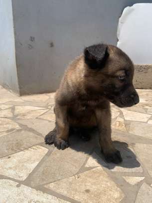 Malinois charbonnés à vendre image 1