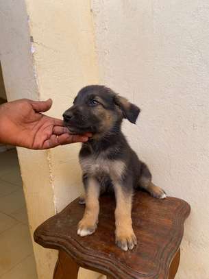 Chiot berger allemand poils longs image 7